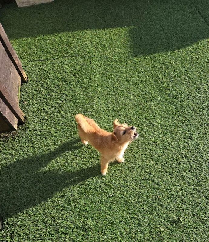 Chihuahua puppy for sale - Image 5 of 5