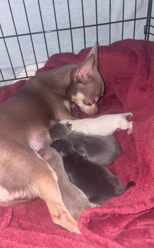Chihuahua puppy for sale