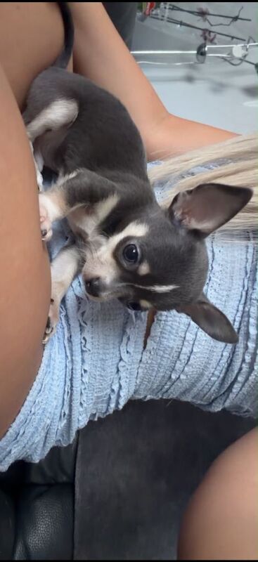 Chihuahua puppy for sale - Image 2 of 5