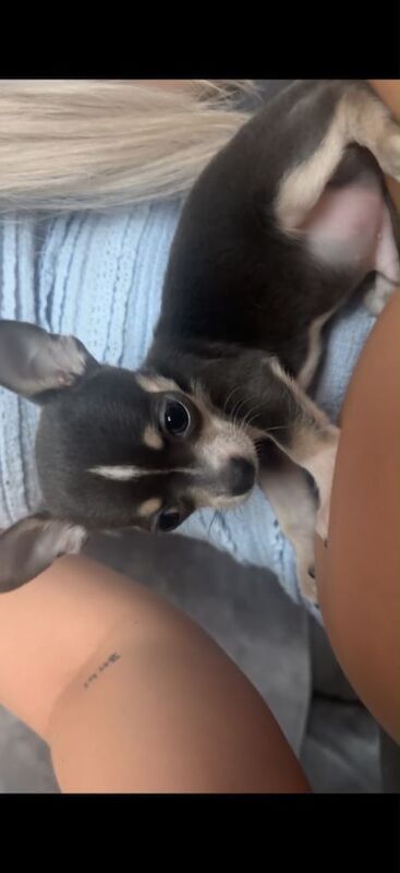 Chihuahua puppy for sale - Image 3 of 5