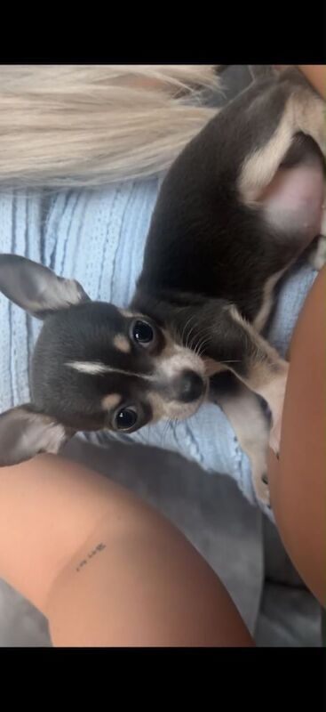Chihuahua puppy for sale - Image 4 of 5
