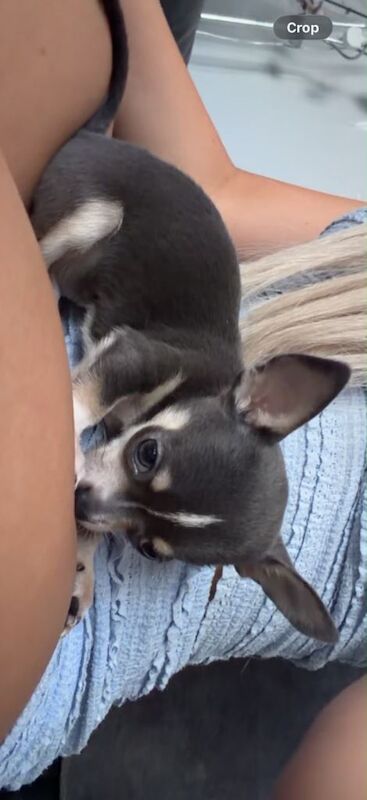 Chihuahua puppy for sale - Image 5 of 5