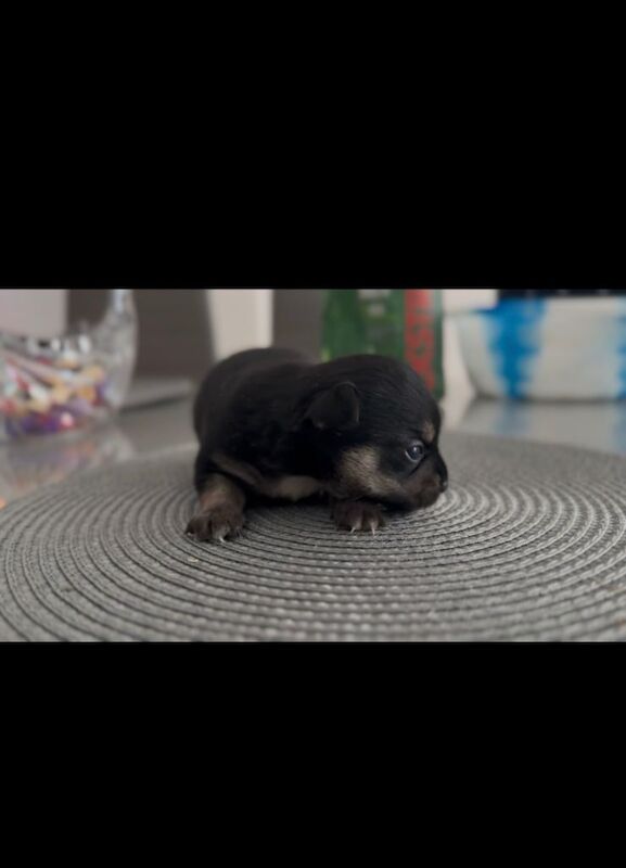 Chihuahua puppy girl
