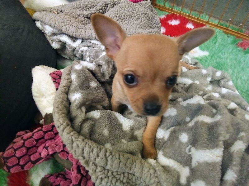 Chihuahua puppies for sale in Wisbech, Cambridgeshire – 10 weeks old - Image 6 of 11