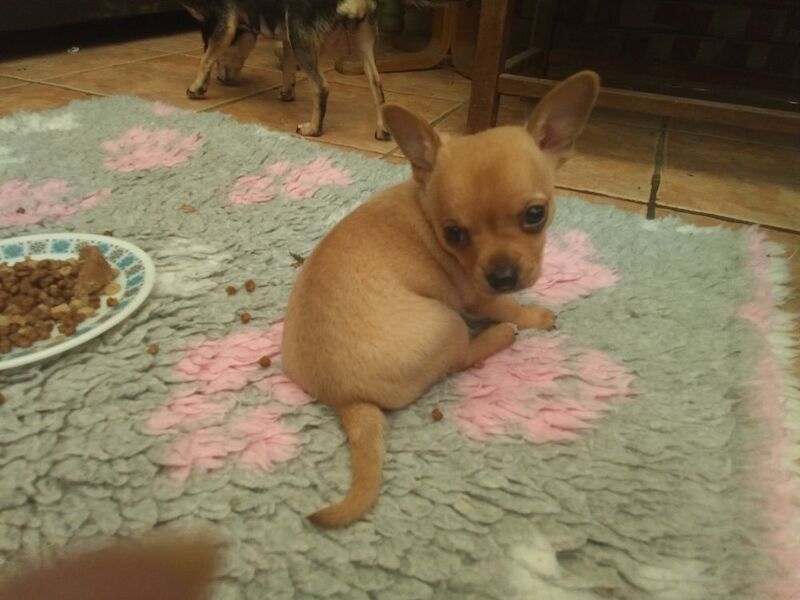Chihuahua puppies for sale in Wisbech, Cambridgeshire – 10 weeks old - Image 7 of 11