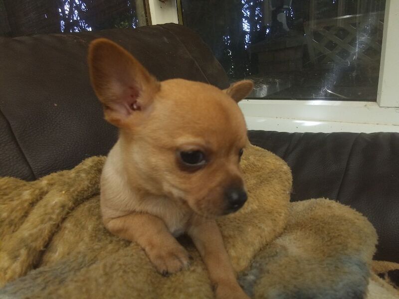 Chihuahua puppies for sale in Wisbech, Cambridgeshire – 10 weeks old - Image 8 of 11