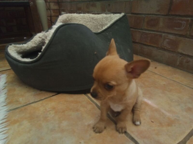 Chihuahua puppies for sale in Wisbech, Cambridgeshire – 10 weeks old - Image 9 of 11