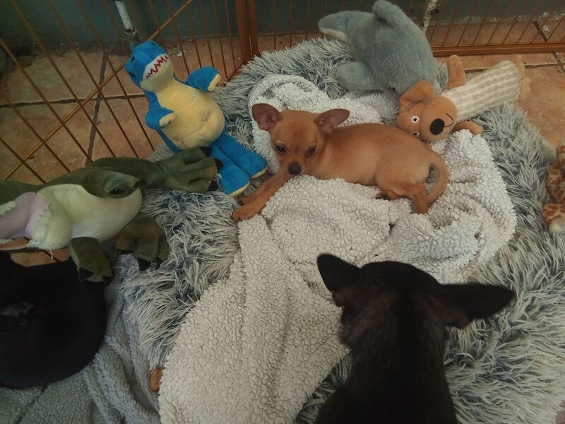 Chihuahua puppies for sale in Wisbech, Cambridgeshire – 10 weeks old - Image 10 of 11