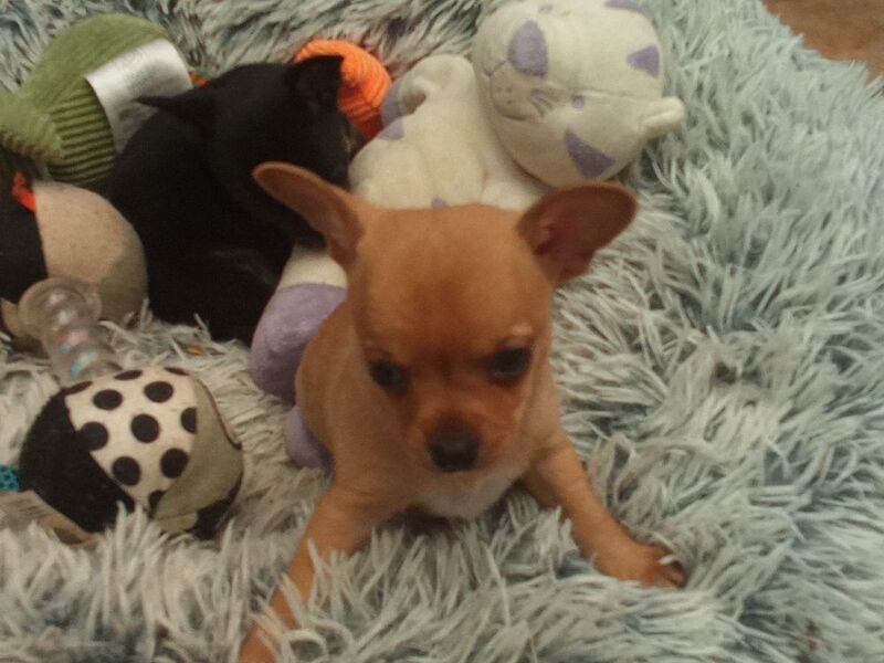 Chihuahua puppies for sale in Wisbech, Cambridgeshire – 10 weeks old - Image 11 of 11