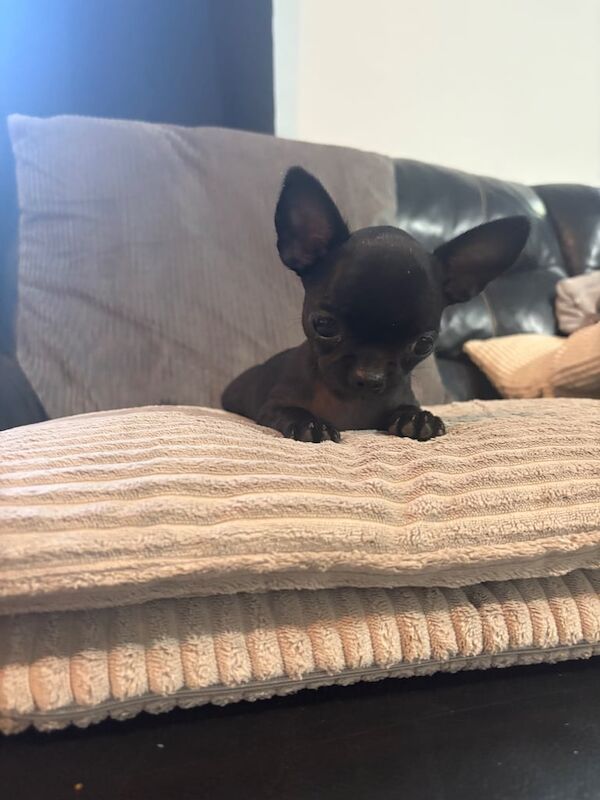 Chihuahua puppies for sale in Telford, Shropshire – 11 weeks old