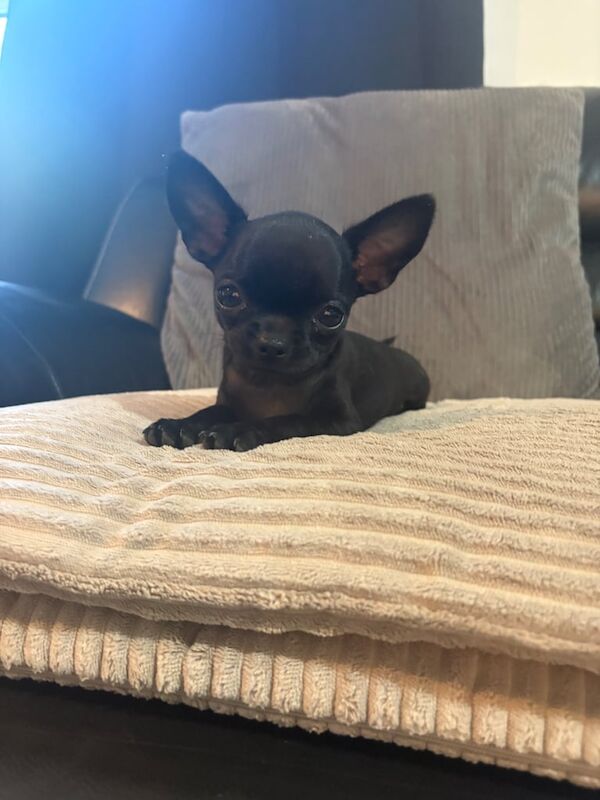 Chihuahua puppies for sale in Telford, Shropshire – 11 weeks old - Image 2 of 3