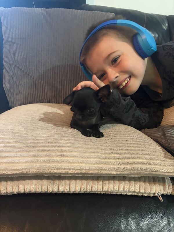 Chihuahua puppies for sale in Telford, Shropshire – 11 weeks old - Image 3 of 3