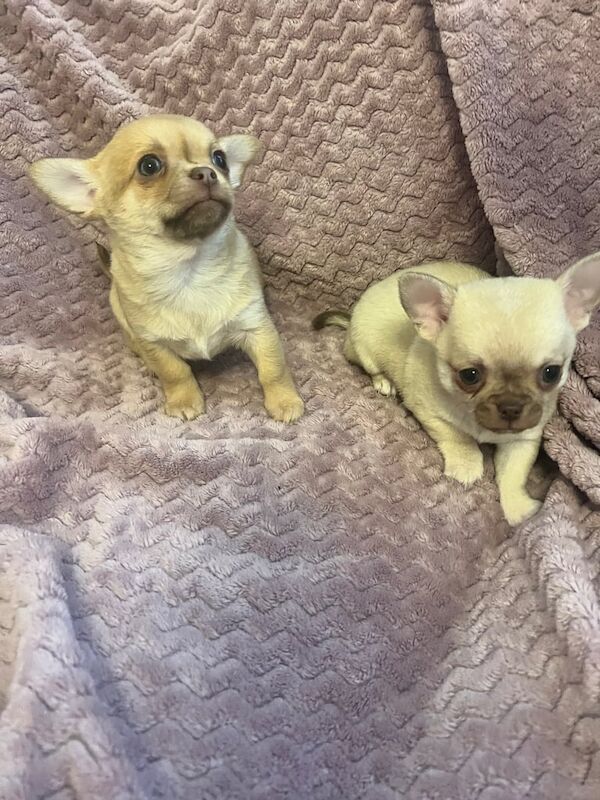 Chihuahua Puppy's for sale in East End, East Riding of Yorkshire