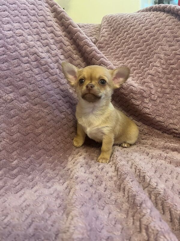 Chihuahua Puppy's for sale in East End, East Riding of Yorkshire | Image 2