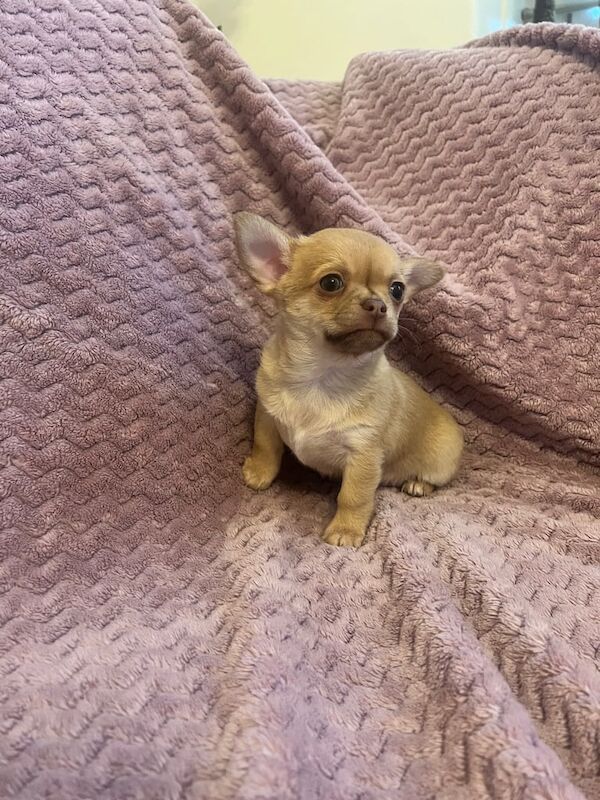 Chihuahua Puppy's for sale in East End, East Riding of Yorkshire | Image 3