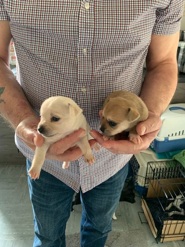Chihuahua puppies for sale in Hatfield, Hertfordshire – 8 weeks old