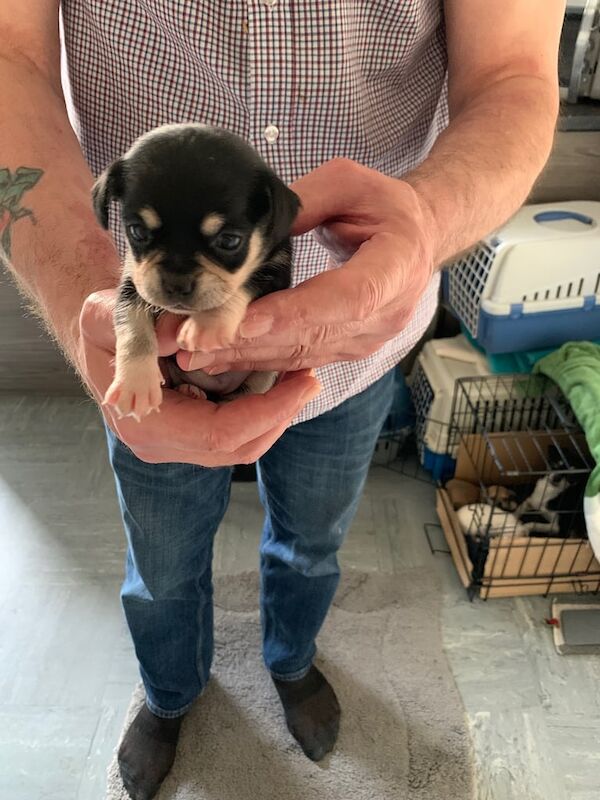 Chihuahua puppies for sale in Hatfield, Hertfordshire – 8 weeks old - Image 2 of 3