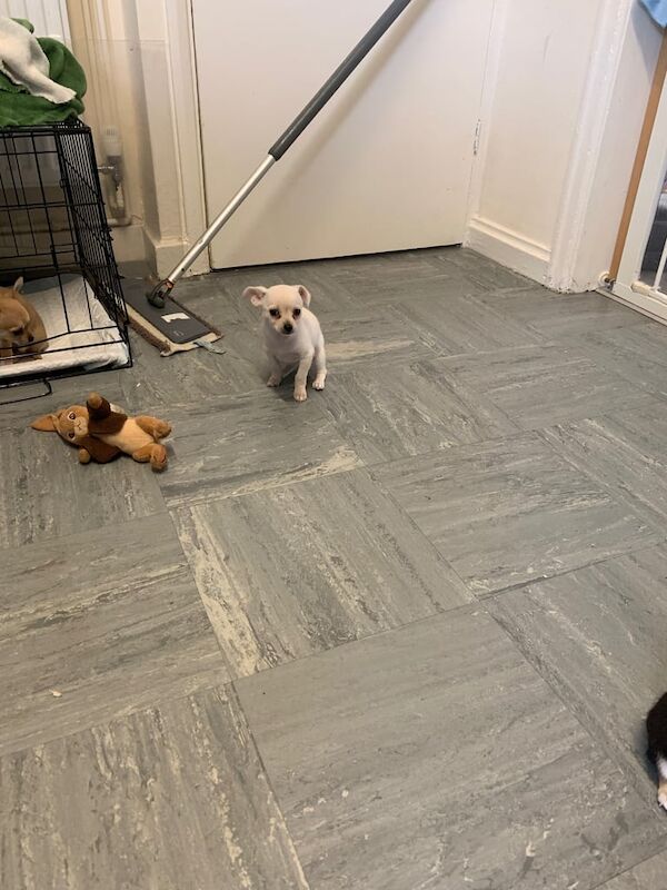 Chihuahua puppies for sale in Hatfield, Hertfordshire – 8 weeks old - Image 3 of 3