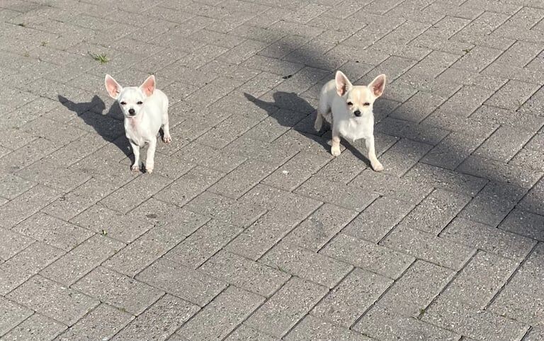 Chihuahua puppies for sale in Larkhall, Lanarkshire – 3 months old