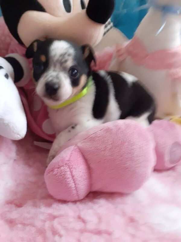 Chihuahua puppies for sale in Dundonald, Fife – 5 weeks old