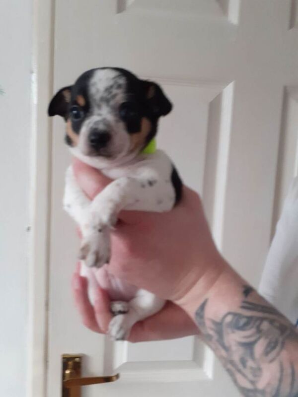 Chihuahua puppys - Image 2 of 6