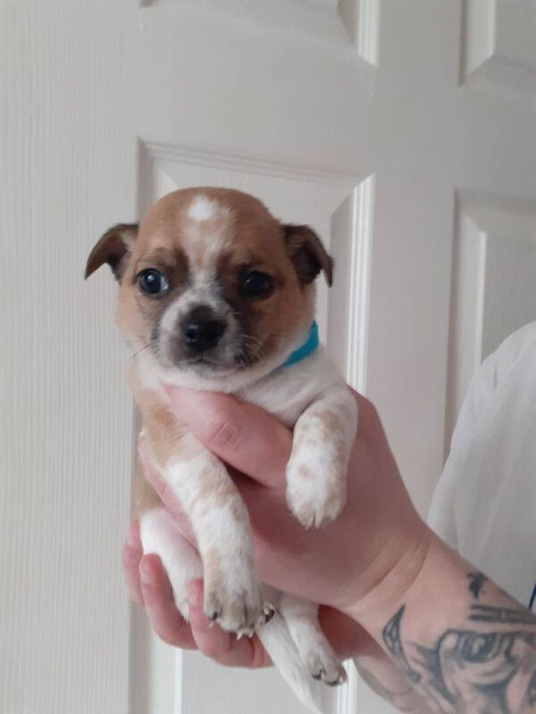 Chihuahua puppys - Image 3 of 6