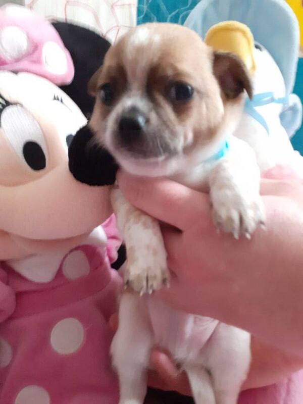 Chihuahua puppys - Image 4 of 6