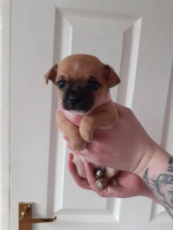 Chihuahua puppys - Image 5 of 6