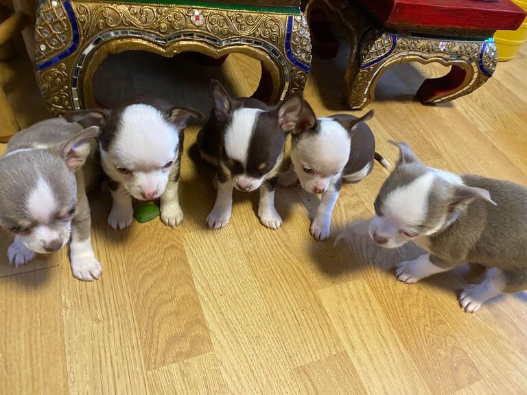 Chihuahua Puppy's For Sale in Hetton-le-Hole, Tyne and Wear | Image 2