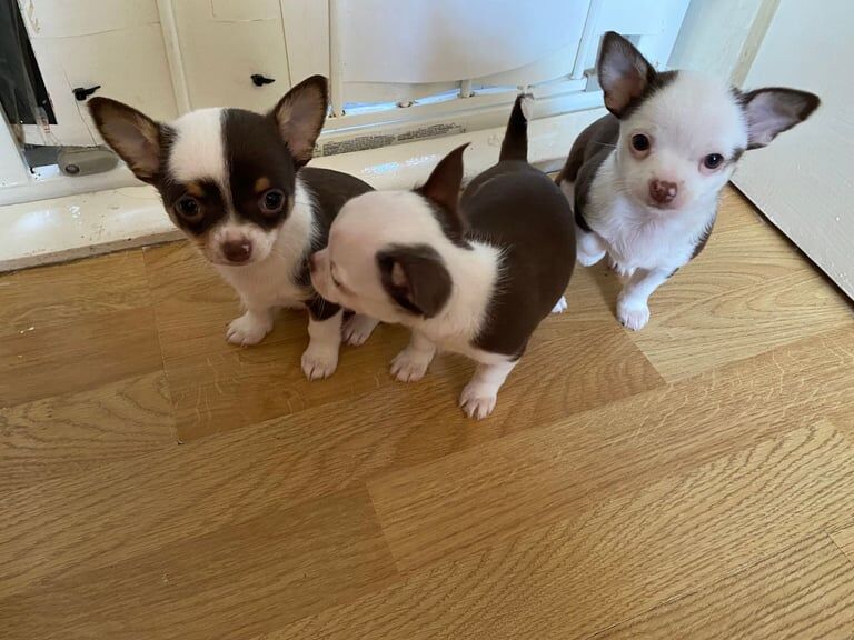 Chihuahua Puppy's For Sale in Hetton-le-Hole, Tyne and Wear | Image 3