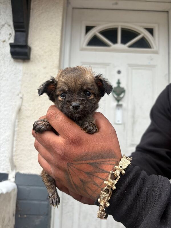 Chihuahua pups for sale in Ely, Cambridgeshire