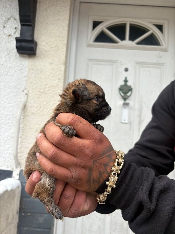 Chihuahua pups for sale in Ely, Cambridgeshire | Image 2