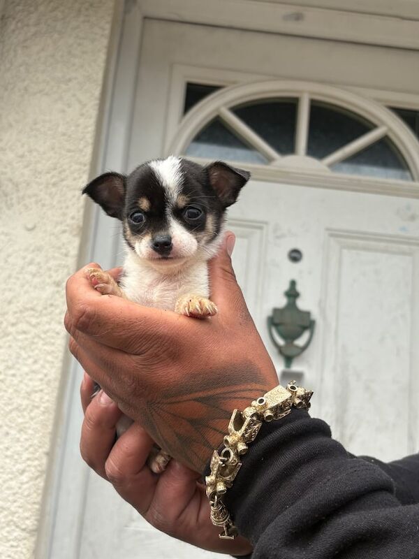 Chihuahua pups for sale in Ely, Cambridgeshire | Image 3