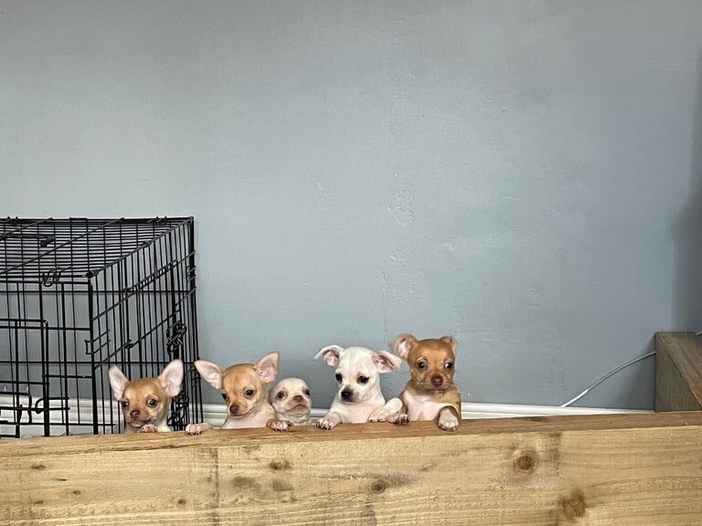 Chihuahua pups for sale in Rathfriland, County Down