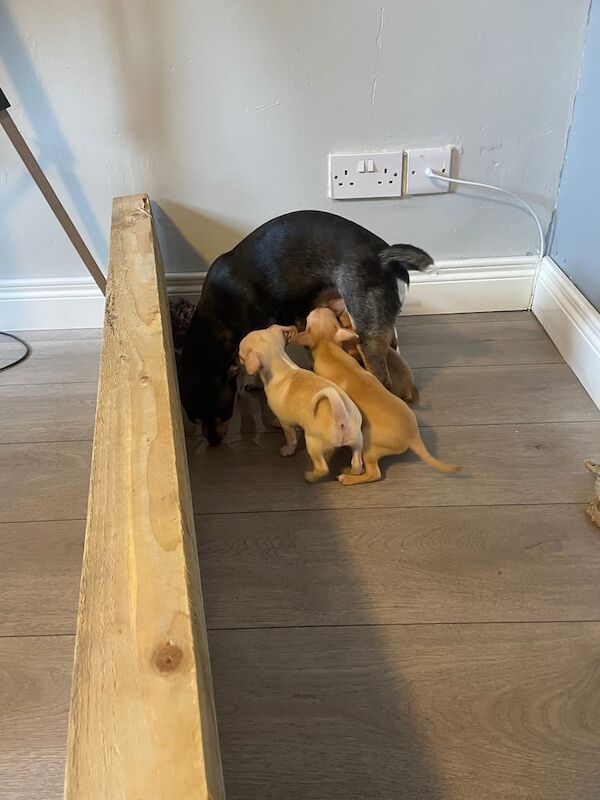 Chihuahua pups for sale in Rathfriland, County Down | Image 3