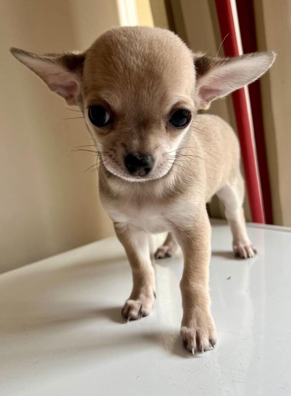 Chihuahua puppies for sale in Liverpool, Merseyside – 11 weeks old