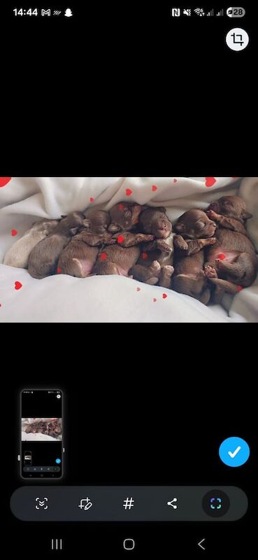 Chihuahua puppies for sale in Bangor, County Down – KC registered, 3 weeks old