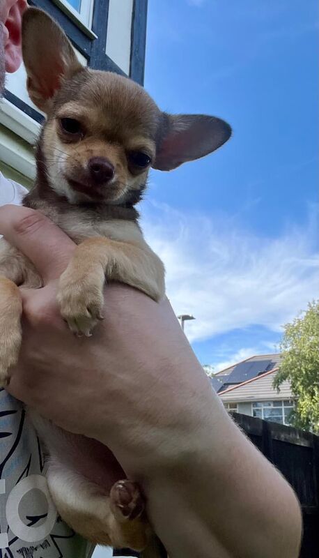 Chihuahua puppies for sale in Liverpool, Merseyside – 3 months old