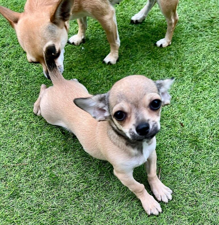 Chihuahua puppies for sale in Liverpool, Merseyside – 3 months old - Image 2 of 3