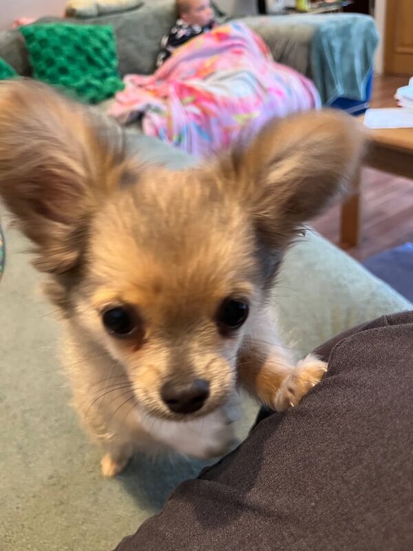 Chihuahua puppies for sale in Liverpool, Merseyside – 3 months old - Image 3 of 3