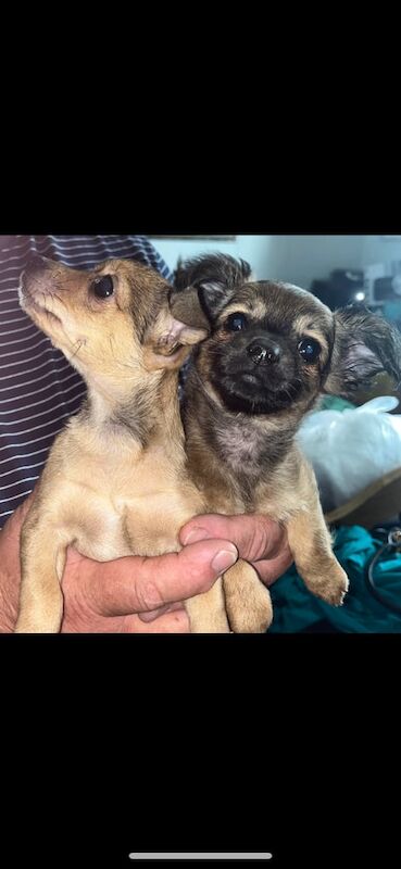 Chihuahua puppies for sale in Fraserburgh, Aberdeenshire – 8 weeks old