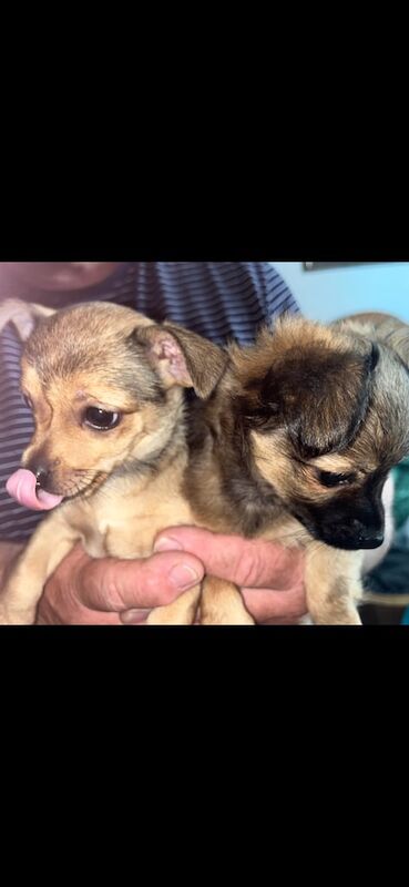 Chihuahua puppies for sale in Fraserburgh, Aberdeenshire – 8 weeks old - Image 2 of 3