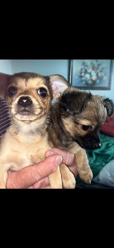 Chihuahua puppies for sale in Fraserburgh, Aberdeenshire – 8 weeks old - Image 3 of 3
