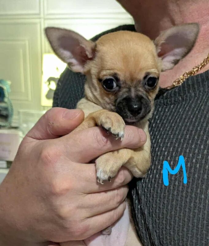 Chihuahua puppies for sale in Bishopsworth, Bristol – 7 weeks old - Image 2 of 3