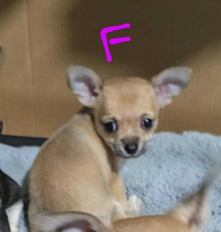Chihuahua puppies for sale in Bishopsworth, Bristol – 7 weeks old - Image 3 of 3