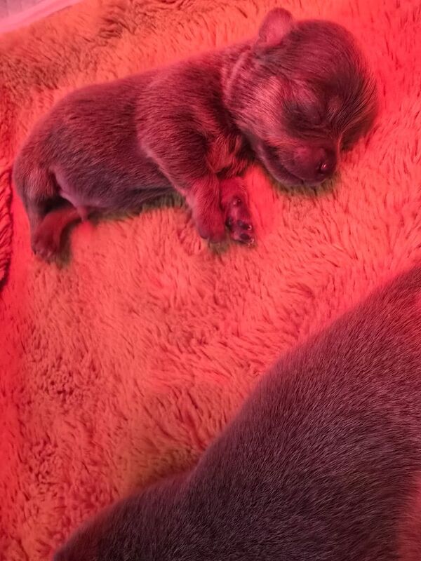 Chihuahua puppies for sale in Newcastle upon Tyne, Tyne and Wear – 2 weeks old - Image 3 of 3