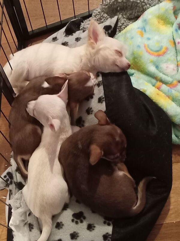 Chihuahua puppies for sale in Magherafelt, County Londonderry – 8 weeks old