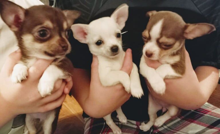 Chihuahua puppies for sale in Magherafelt, County Londonderry – 8 weeks old - Image 2 of 3