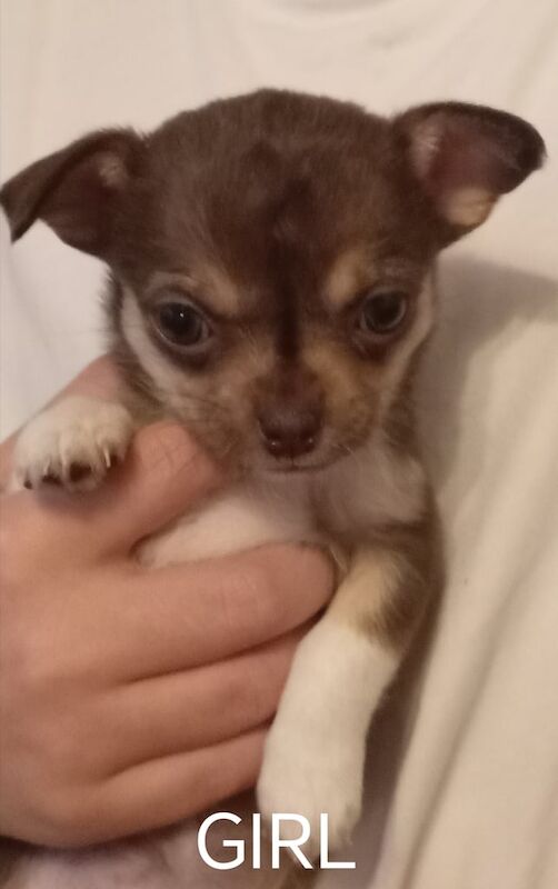 Chihuahua puppies for sale in Magherafelt, County Londonderry – 8 weeks old - Image 3 of 3