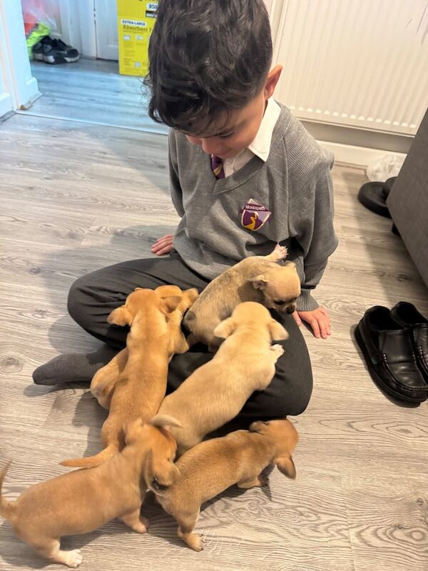 Chihuahua puppies for sale in Sheldon, West Midlands – 7 weeks old
